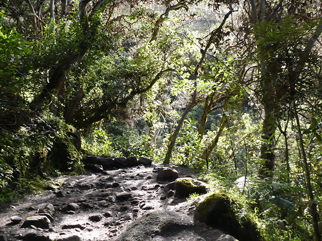 inca-trail-path